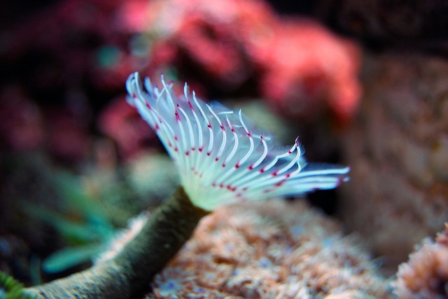 reef-biotope-aquariums-640x480-16597502.jpeg