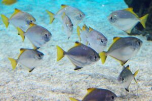 reef-biotope-aquariums-640x480-22832076.jpeg