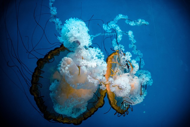 reef-biotope-aquariums-640x480-27698200.jpeg