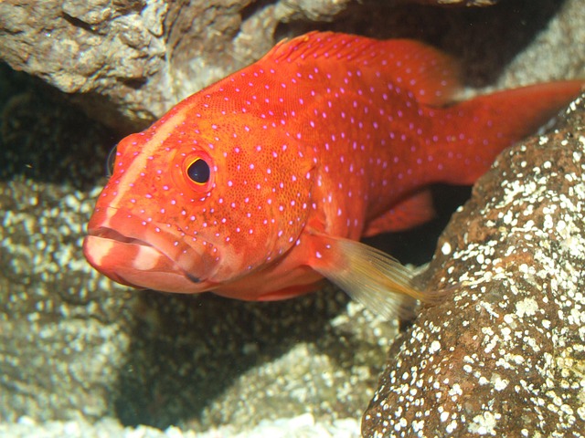 reef-biotope-aquariums-640x480-68316468.jpeg