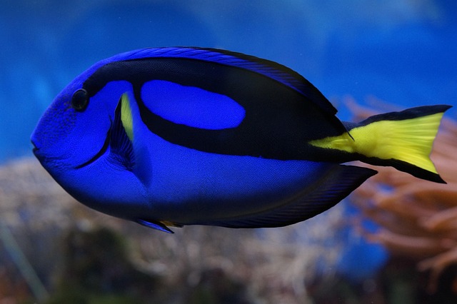 reef-biotope-aquariums-640x480-89615318.jpeg