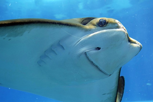 saltwater-home-aquariums-640x480-3077570.jpeg