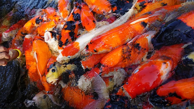 saltwater-home-aquariums-640x480-54791946.jpeg