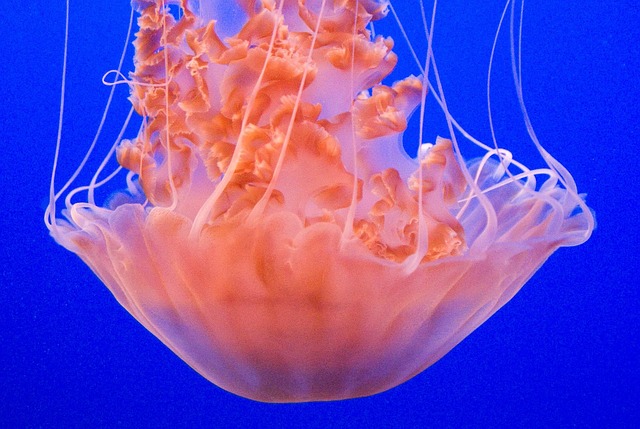 scratch-resistant-aquariums-640x480-69099045.jpeg