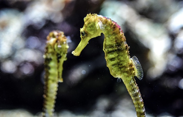 scratch-resistant-aquariums-640x480-71398546.jpeg
