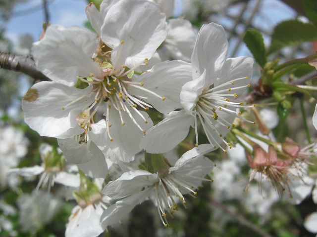 seasonal-fertilization-and-pruning-640x480-22453718.jpeg