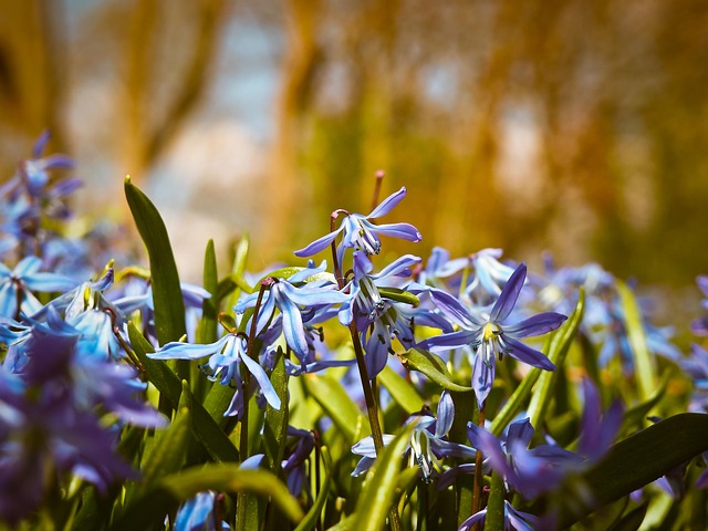 Prepare Your Plants: Autumn Care for Spring Refresh
