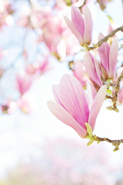 seasonal-plant-maintenance-640x480-3984550.jpeg