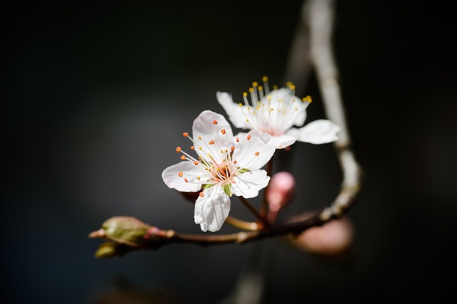 seasonal-plant-maintenance-640x480-59757715.jpeg