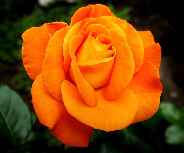 Seasonal Fertilization & Pruning: Maintain a Tidy, Healthy Environment