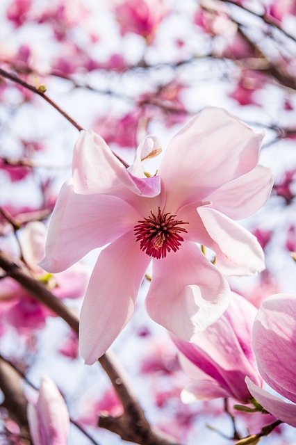 seasonal-plant-maintenance-640x480-67783449.jpeg