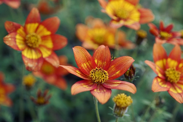 Mastering Winter Plant Protection for Seasonal Growth Cycles