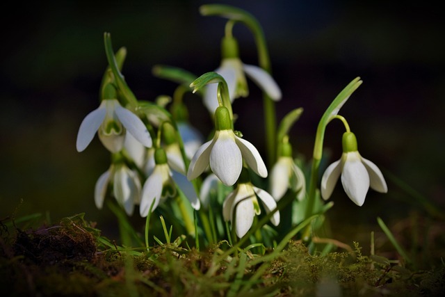 Protect Plants from Frost: Seasonal Fertilization & Pruning Tips