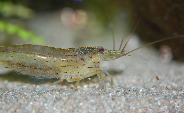 small-custom-aquariums-640x480-26653972.jpeg