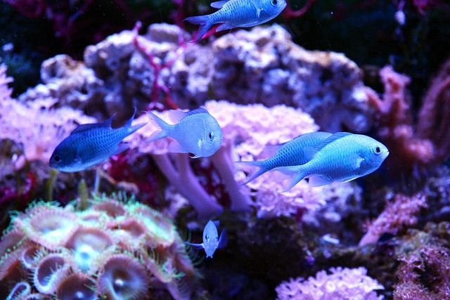 Elevate Your Space: Custom Nano Fish Tanks for Unique Displays