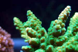 small-reef-aquariums-640x480-19036726.jpeg