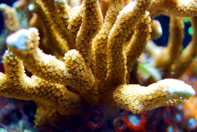 small-reef-aquariums-640x480-35727452.jpeg