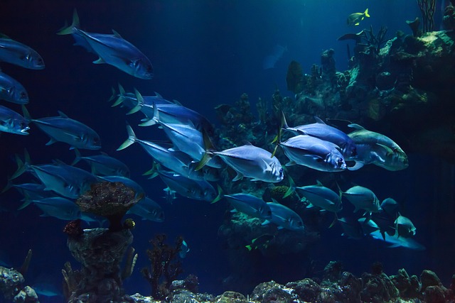 small-reef-aquariums-640x480-4556648.jpeg