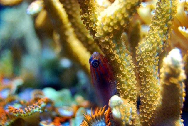 small-reef-aquariums-640x480-98465780.jpeg