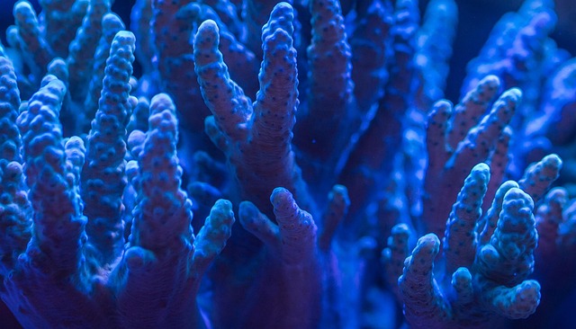 smart-aquarium-systems-640x480-83105331.jpeg