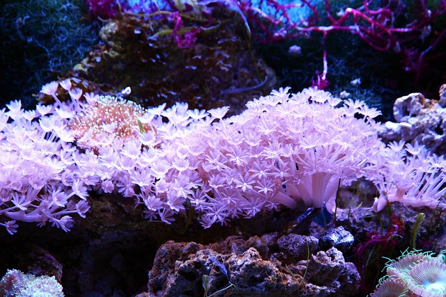 Automate Your Aquarium: App-Controlled Fish Tanks Unlocked