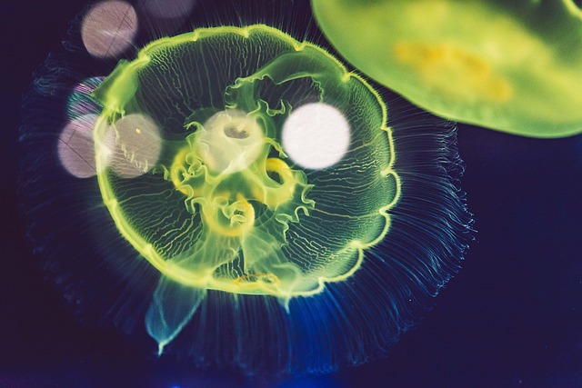 Revolutionize Your Aquarium with Remote-Controlled Smart Dosing Pumps
