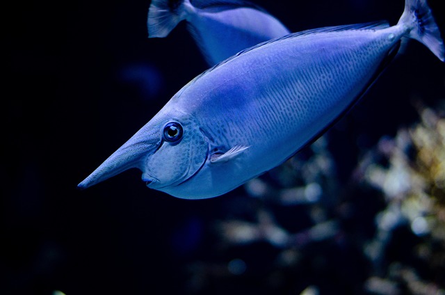 space-saving-fish-tanks-640x480-23000695.jpeg