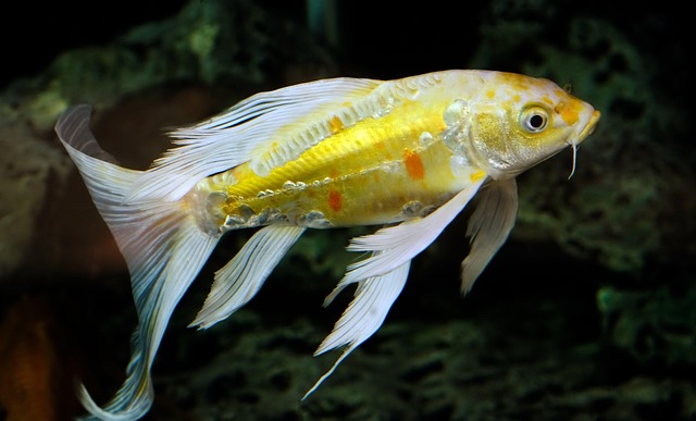 Crafting Tiny Aquatic Wonders for Desktop Custom Aquariums