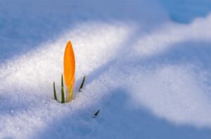 spring-plant-refresh-640x480-33777638.jpeg