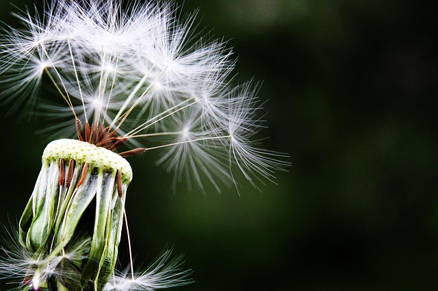 spring-plant-refresh-640x480-63908876.jpeg