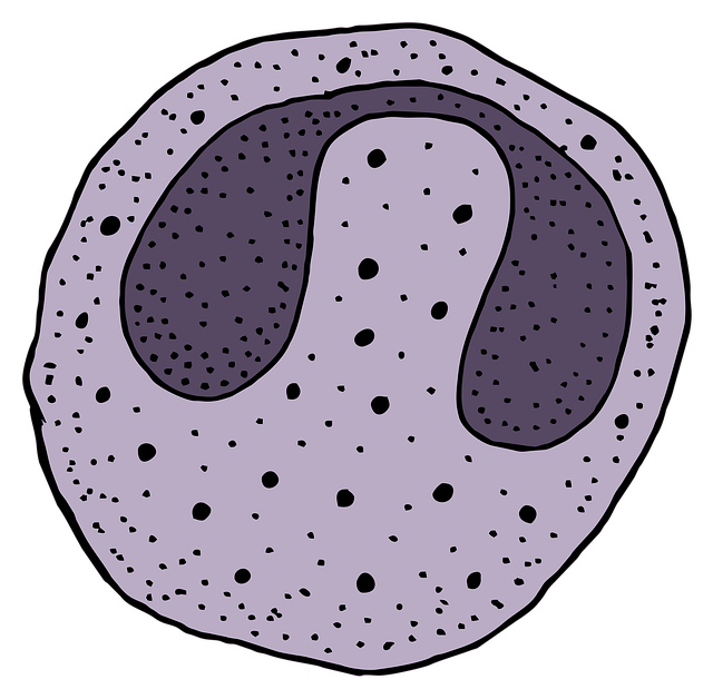 stem-cells-for-bone-healing-640x480-1590248.png
