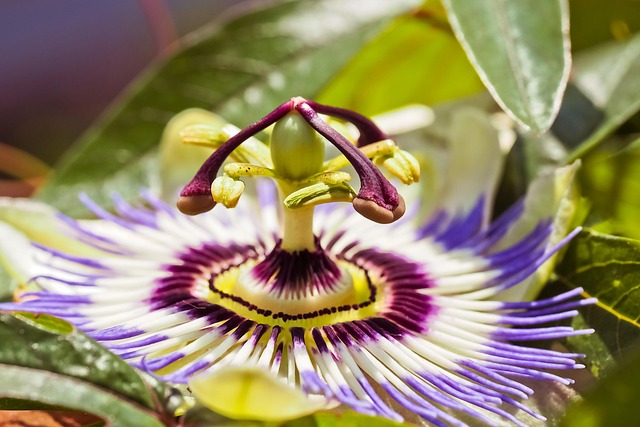 summer-plant-care-640x480-34904625.jpeg