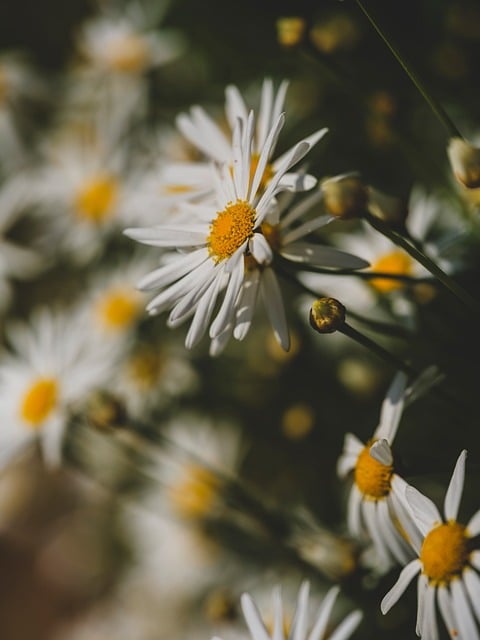 summer-plant-care-640x480-46522573.jpeg