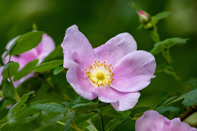 summer-plant-care-640x480-88975199.jpeg