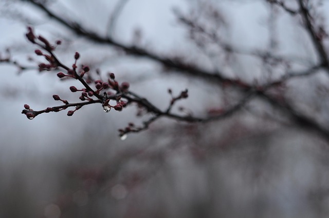 Embracing Hope: Navigating High-Risk Pregnancy & Surrogacy with Emotional Support