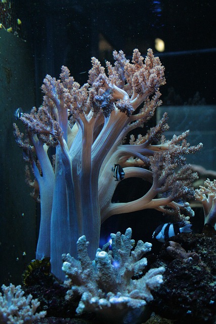 tailor-made-aquariums-640x480-11348613.jpeg