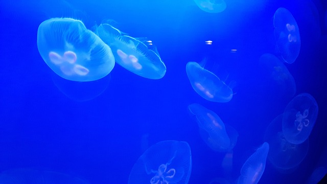 tailor-made-aquariums-640x480-22225558.jpeg
