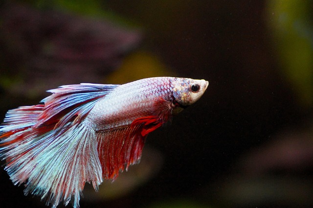 themed-aquariums-640x480-56352757.jpeg