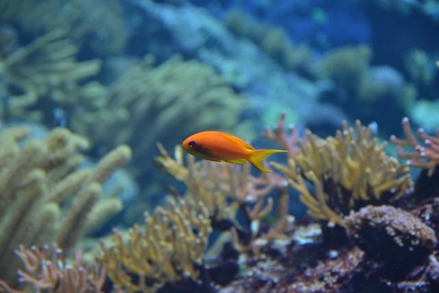 Glow Coral Tanks: Custom Design & Maintenance Secrets