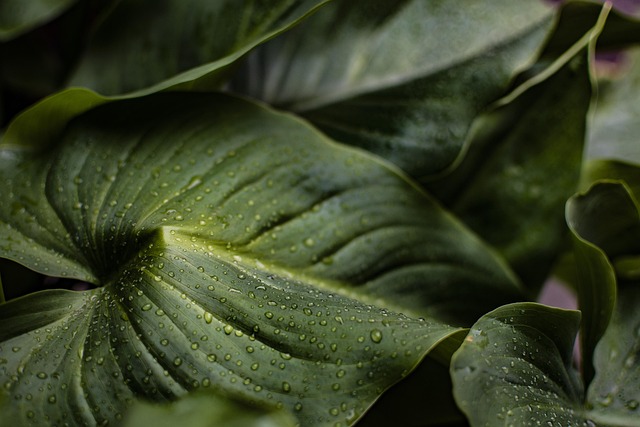 Personalize Your Space: Houseplant Arrangement for Lifestyle, Aesthetics
