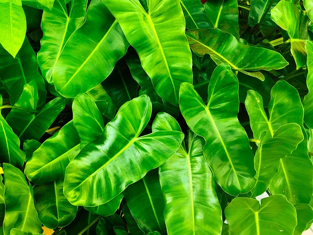Revolutionize Indoor Plant Decor with Smart Irrigation Systems