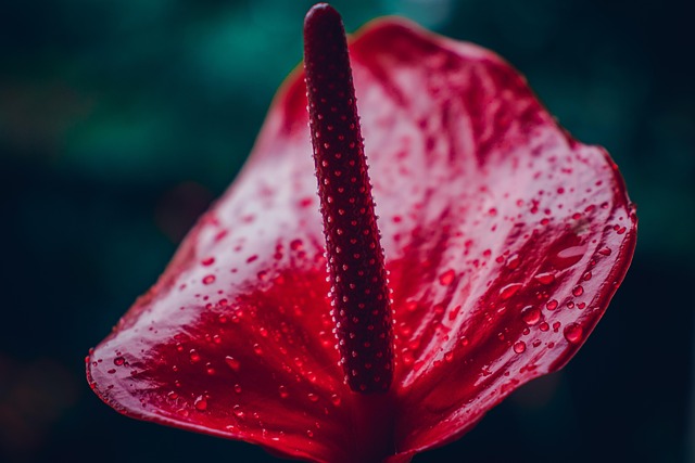 Cultivating Luxury: Plant Design for Your Dream Home