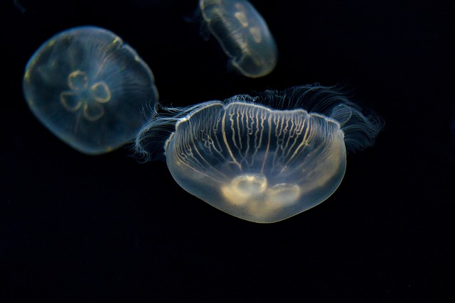 unique-aquarium-environments-640x480-42610847.jpeg