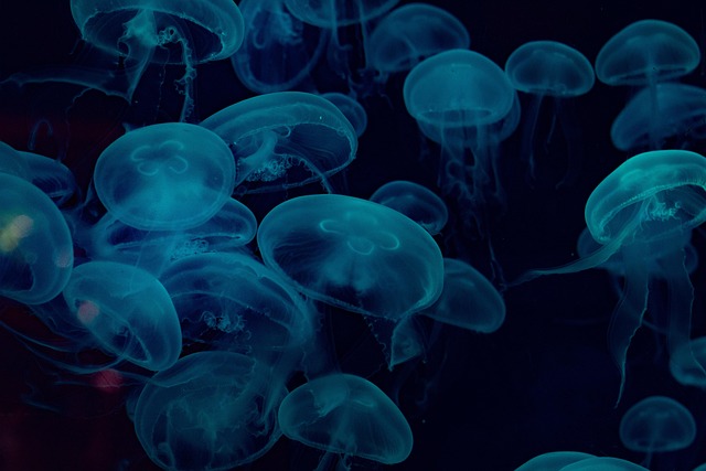 wall-mounted-custom-aquariums-640x480-31102538.jpeg