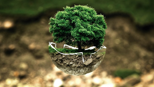 winter-plant-protection-640x480-47395456.jpeg