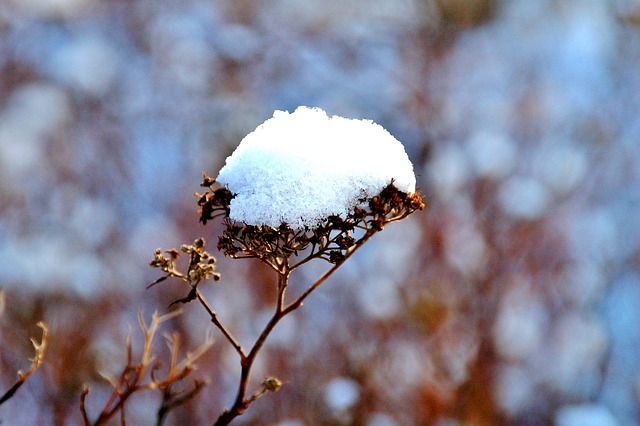 winter-plant-protection-640x480-88266622.jpeg