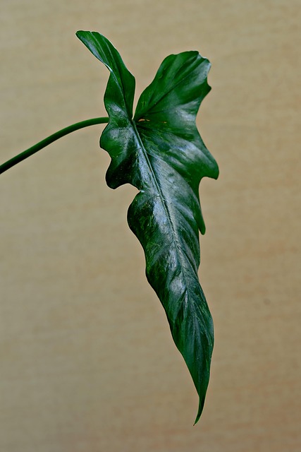 year-round-indoor-plant-care-640x480-30990723.jpeg