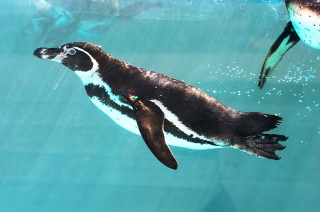 aquarium-attractions-640x480-88754027.jpeg