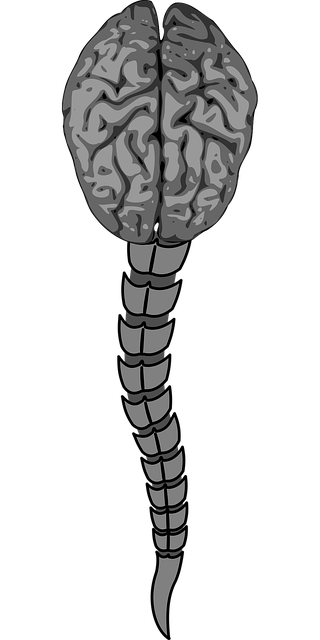 brain-ultrasound-640x480-73625885.png