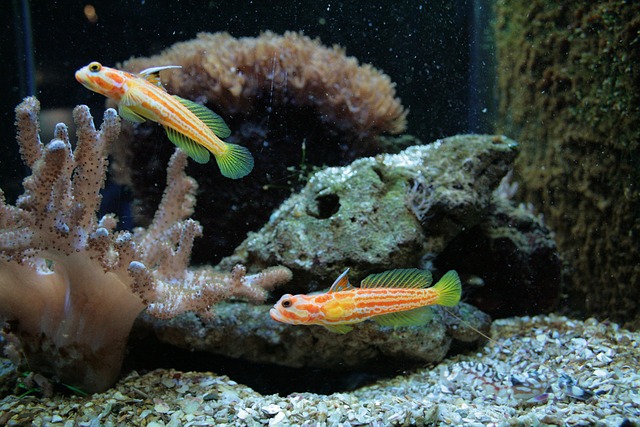 educational-aquarium-exhibits-640x480-95029379.jpeg